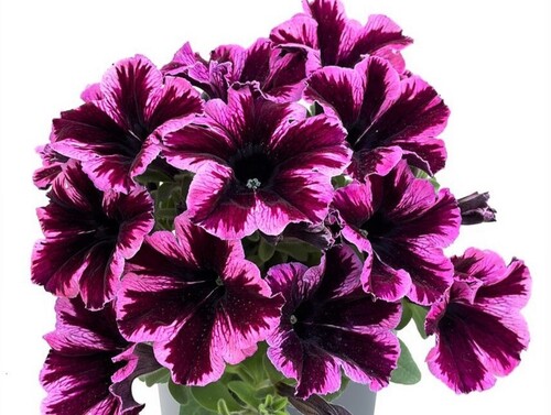 Петуния ампельная Cosmic Pink