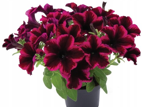 Петуния ампельная Cosmic Purple
