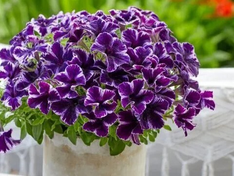 Петуния ампельная Cosmic Violet
