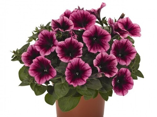 Петуния Sweetunia Burgundy Gem