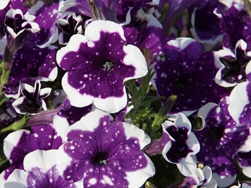 Петуния AlpeTunia Glacier Sky