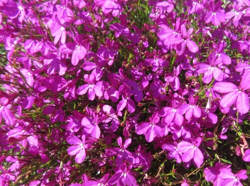 Лобелия ампельная Purple Star