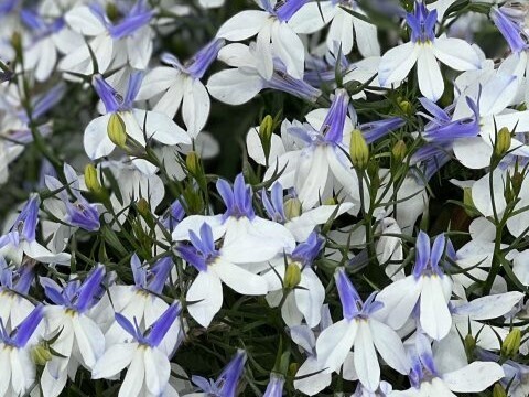 Лобелия ампельная Hotpot Blue Crest